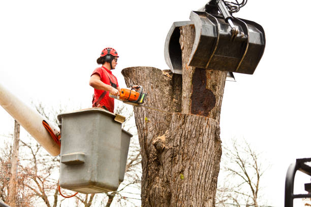 Best Storm Damage Tree Cleanup  in Cleveland, OK